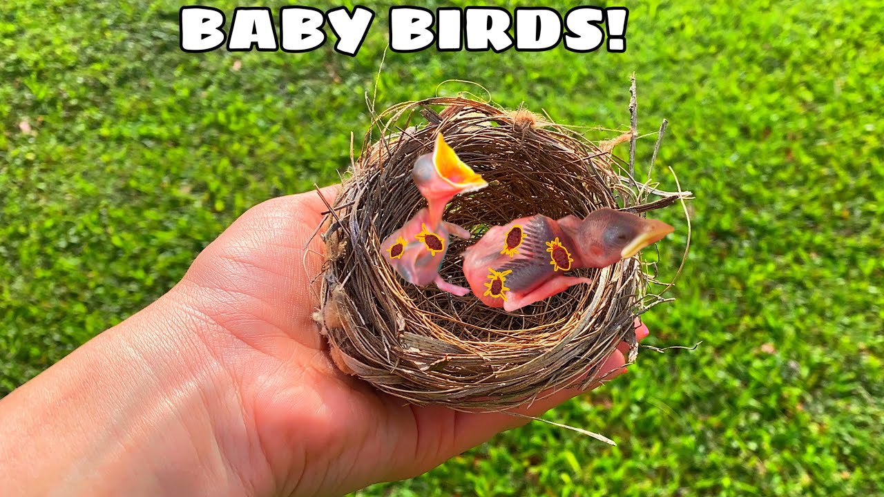 Baby birds arrive covered in parasites and their condition raises concern