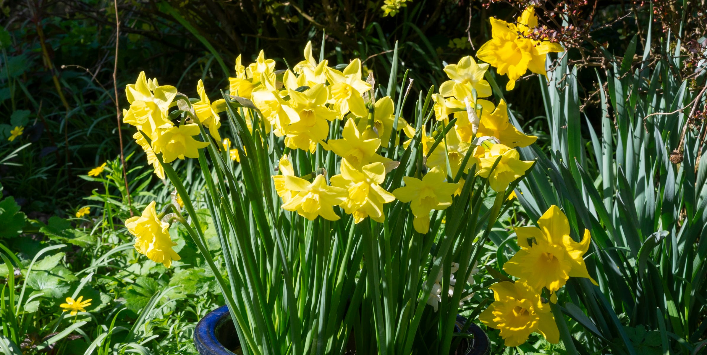 Daffodils in your garden? Do this crucial April job now before it's too ...
