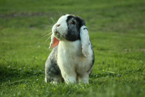 Large rabbit breeds: Gentle giants of the pet world
