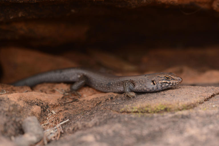 Race to protect 20 'hidden' animals found in only one place in ...
