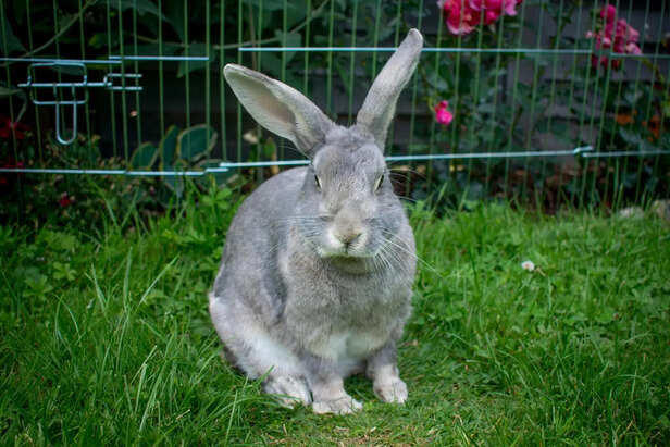 Large rabbit breeds: Gentle giants of the pet world