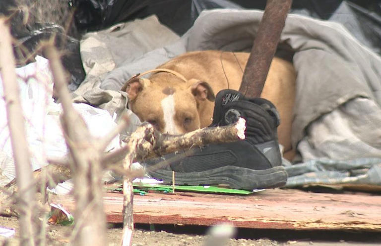 A growing crisis: Hundreds of abandoned dogs in Stockton, many dumped ...