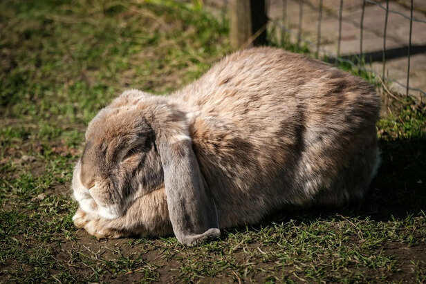 Large rabbit breeds: Gentle giants of the pet world
