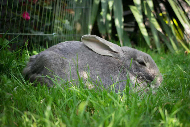 Large rabbit breeds: Gentle giants of the pet world