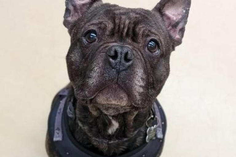 The adorable rescue dogs looking for their forever homes in Lancashire
