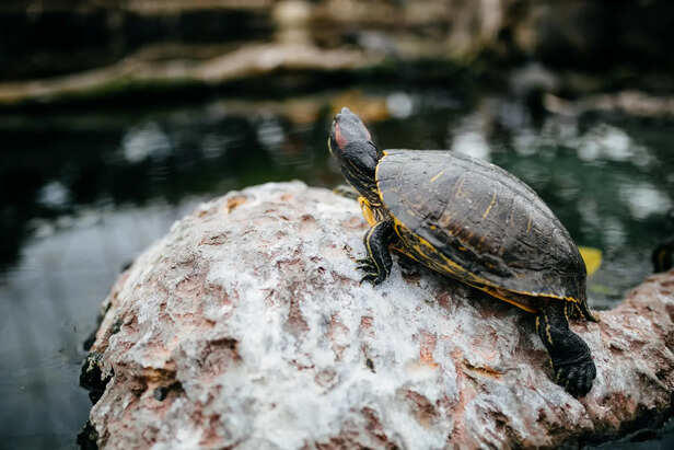 Common nutritional deficiencies in pet turtles and how to avoid them
