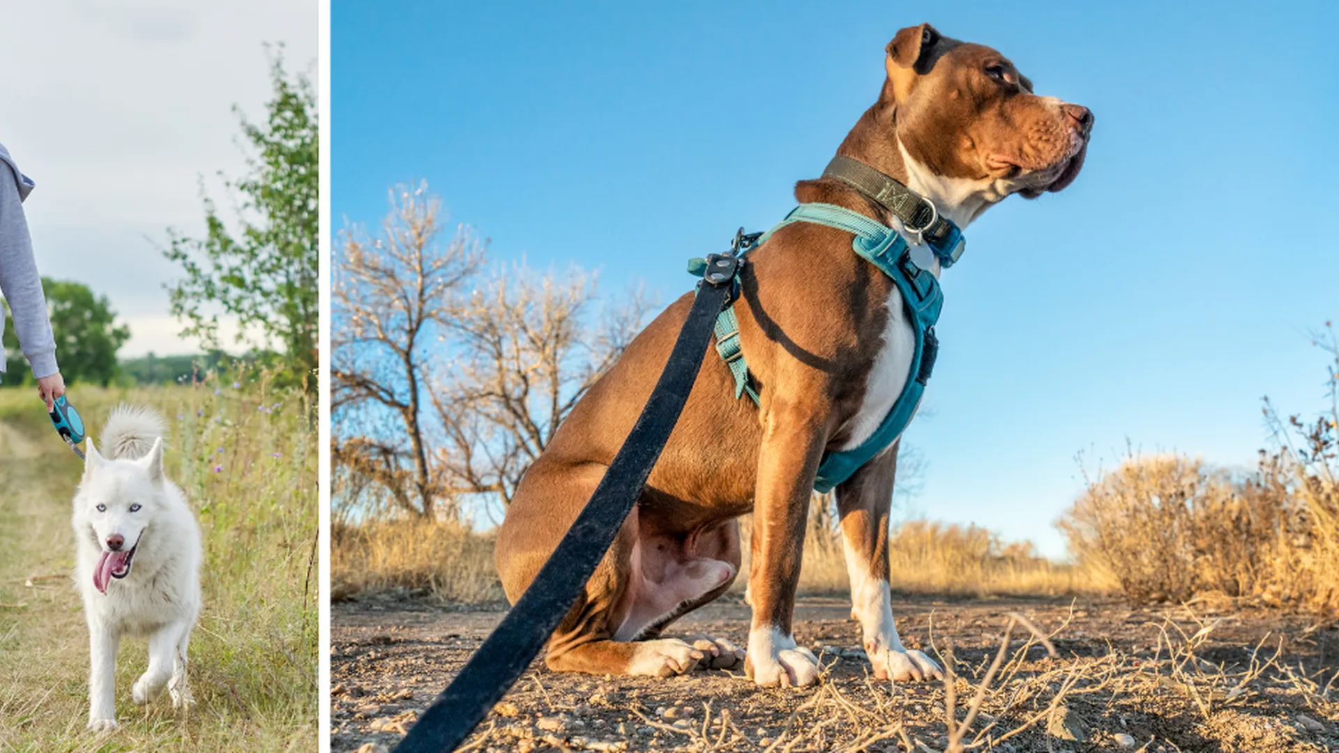 De mooiste wandelingen met hond rond Langer Lake
