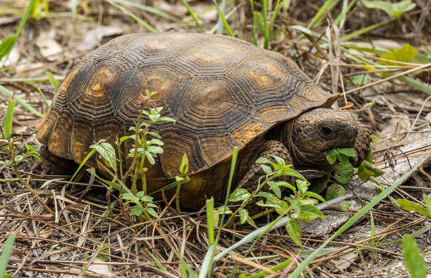 Common nutritional deficiencies in pet turtles and how to avoid them