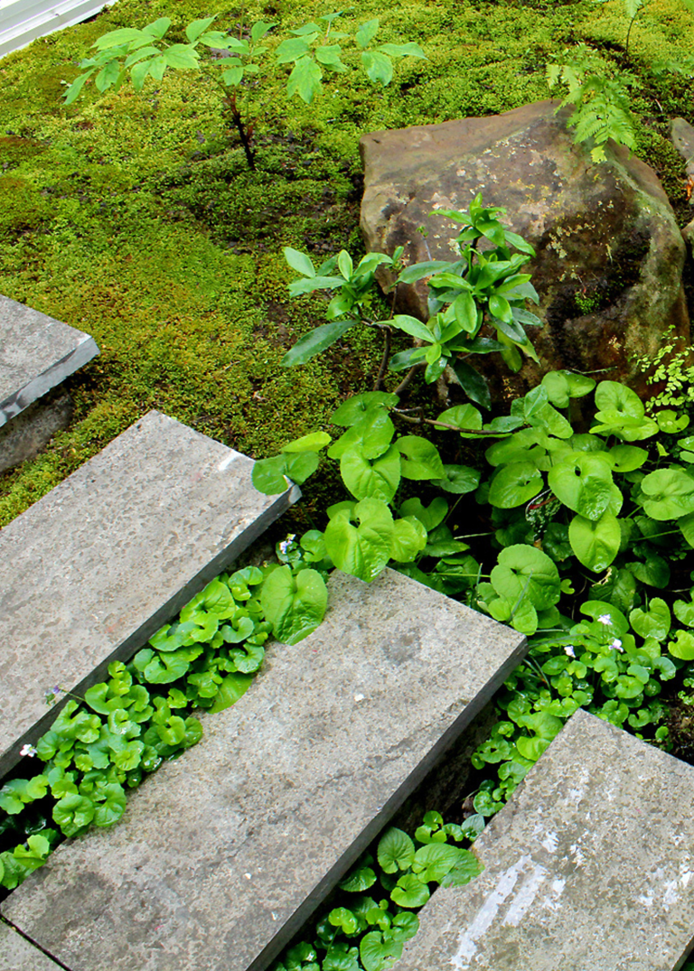 Japanese moss gardens are the calm, minimalist idea for outdoors