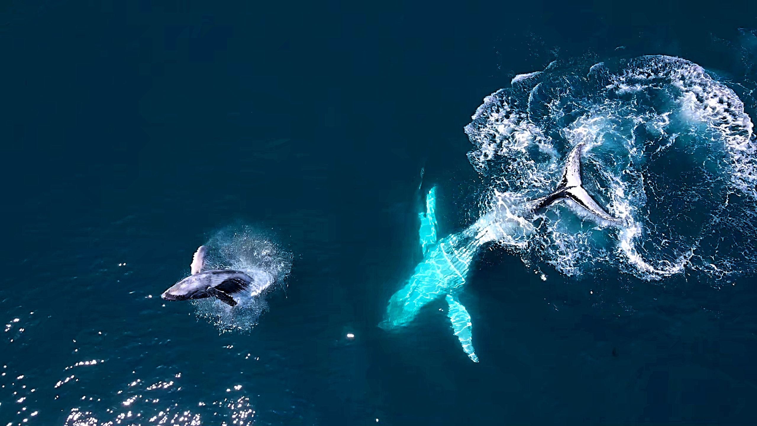 I filmed a rare moment of blue whales in the ocean