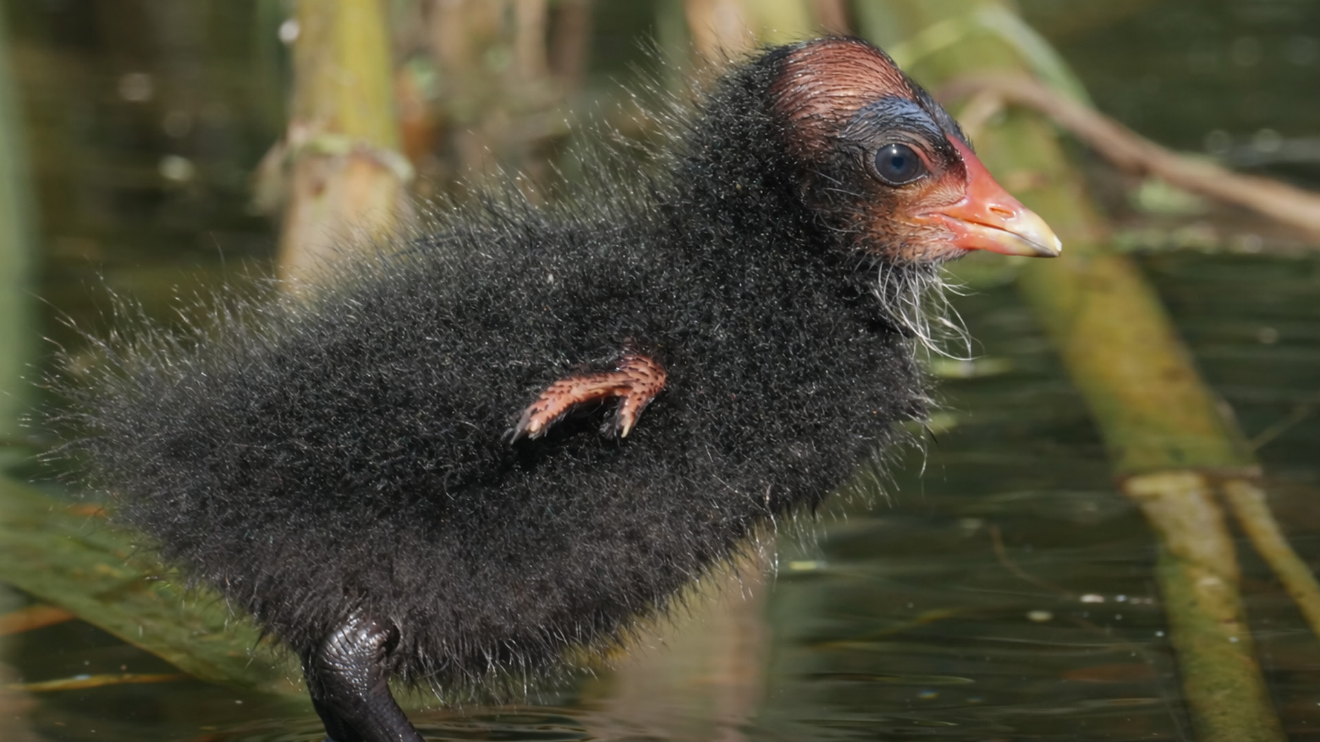 Hidden camera captures a young water bird exploring its world