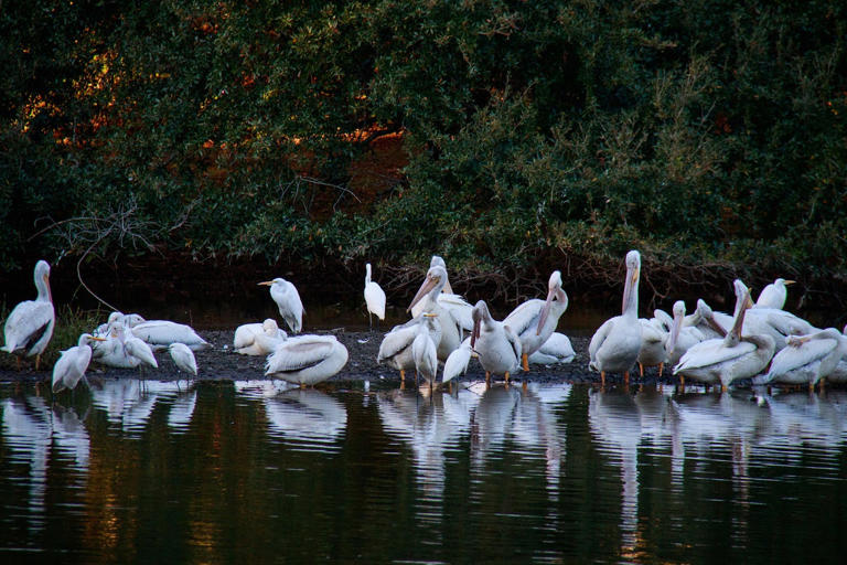 World Migratory Bird Day to spotlight role of community science in ...