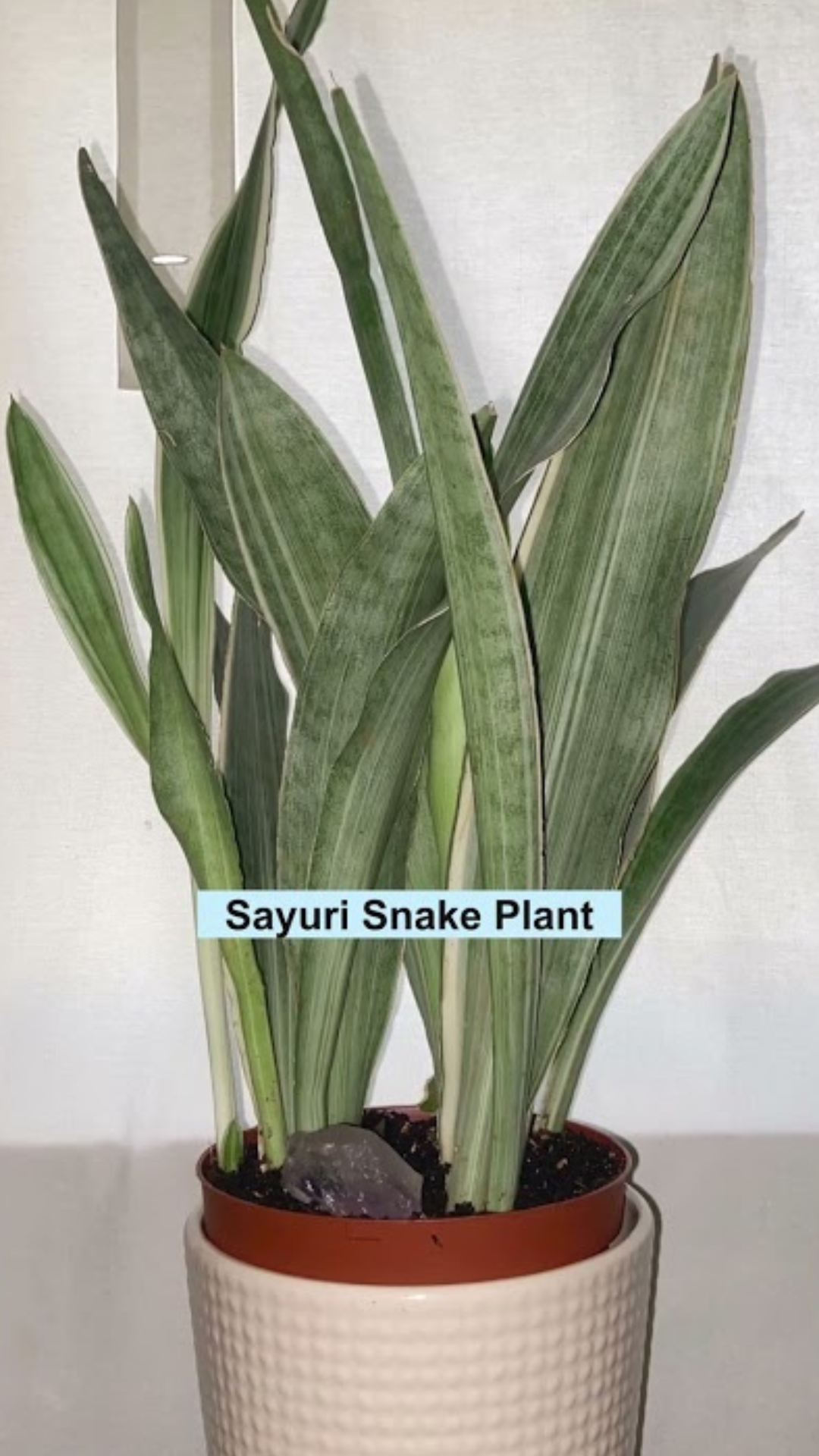 Stunning variegated snake plants that instantly upgrade your space