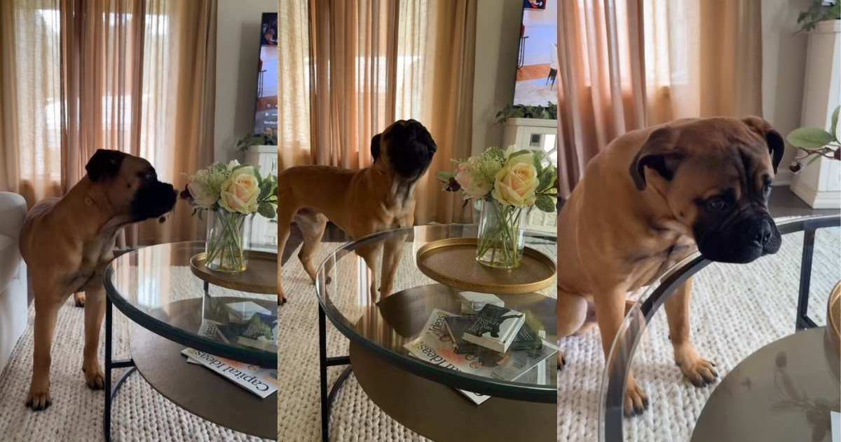 Sulking dog, April memes and photo gags spark viral laughs