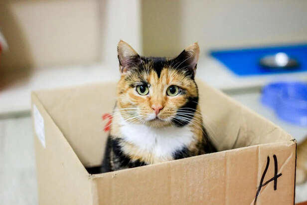 Why does a cat always choose cardboard boxes?