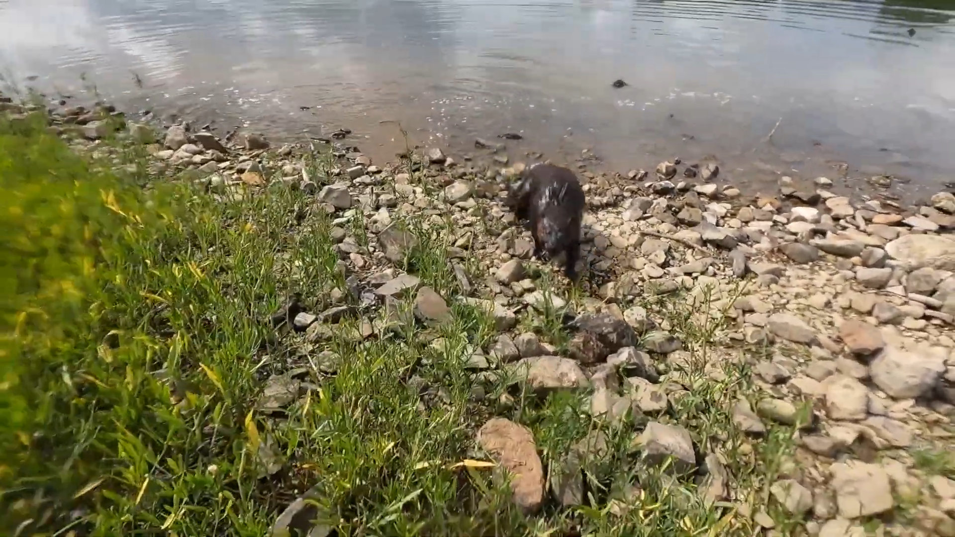 Rabid beaver attacks me in the river - almost got bitten