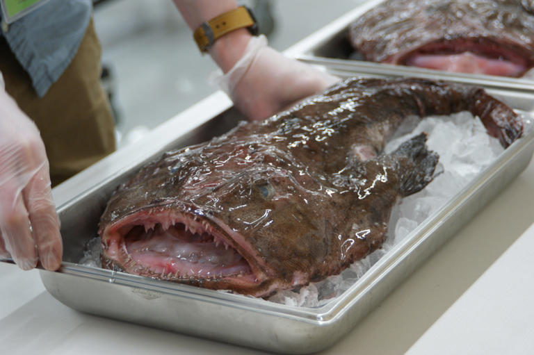These fish look like Jabba the Hutt. Now, RI kids are eating monkfish ...