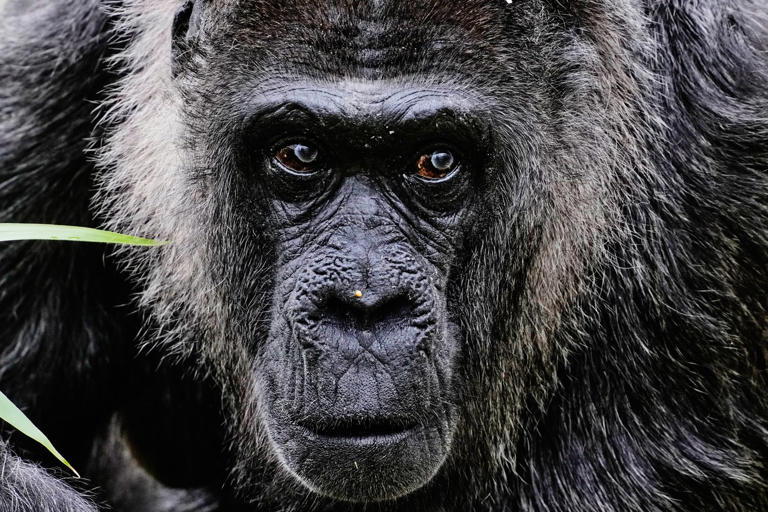 Fatou, the world's oldest gorilla living in captivity, celebrates her ...
