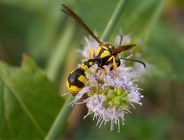 Wasps won't nest in homes or gardens if you place 1 unlikely item ...