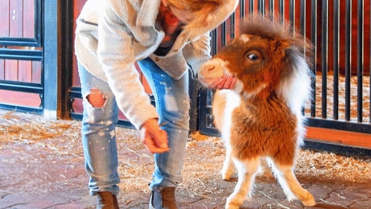 Mini horse could barely stand - until love helped her run like the wind