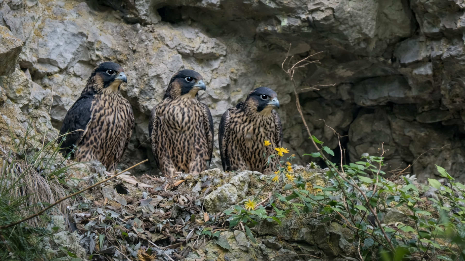 Camera trap watched this cliff - then three predators appeared