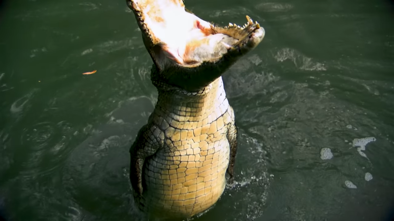 Watch what happens when a 1-ton crocodile grabs you... death roll