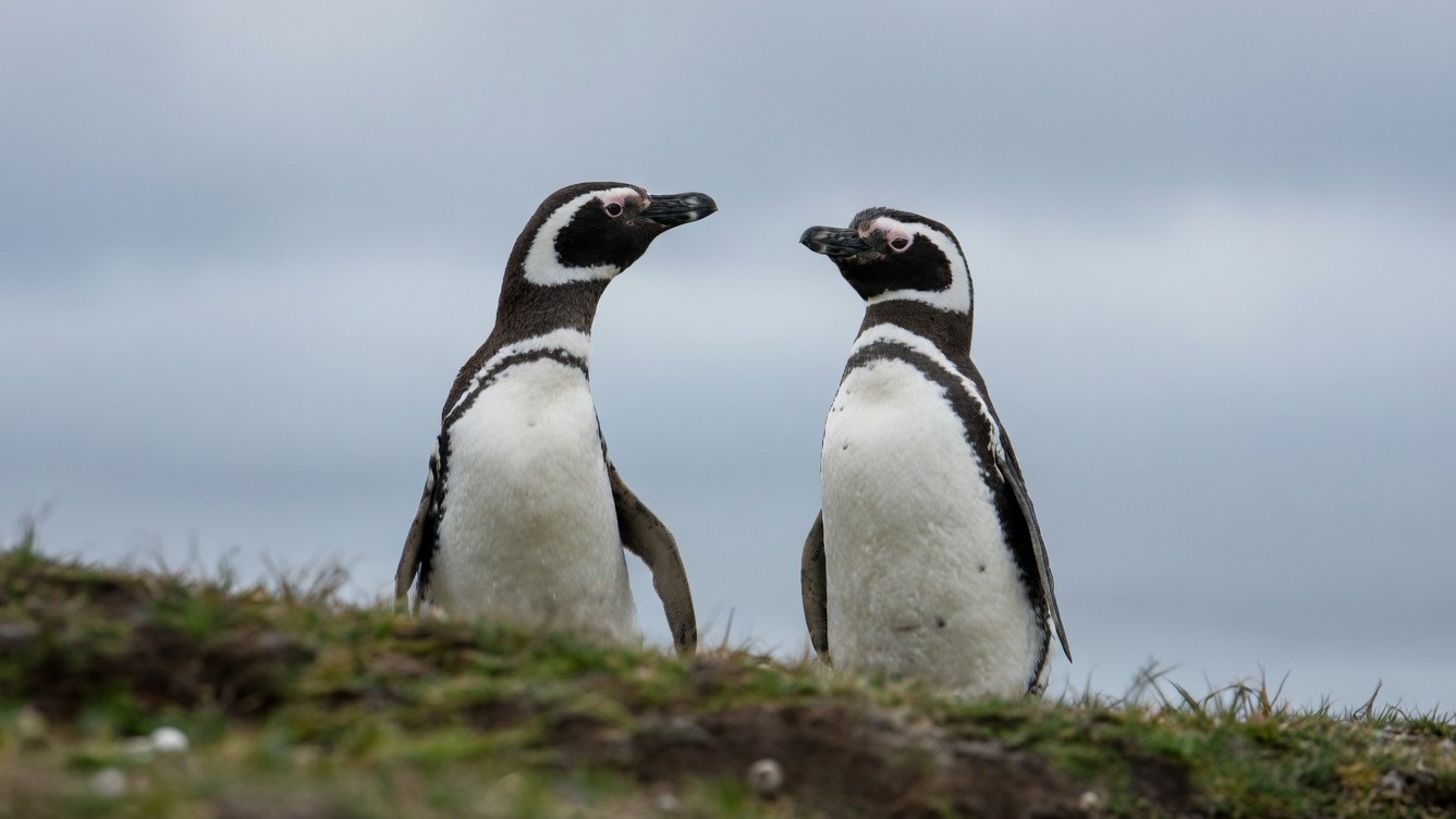 A closer look at penguins on a remote island