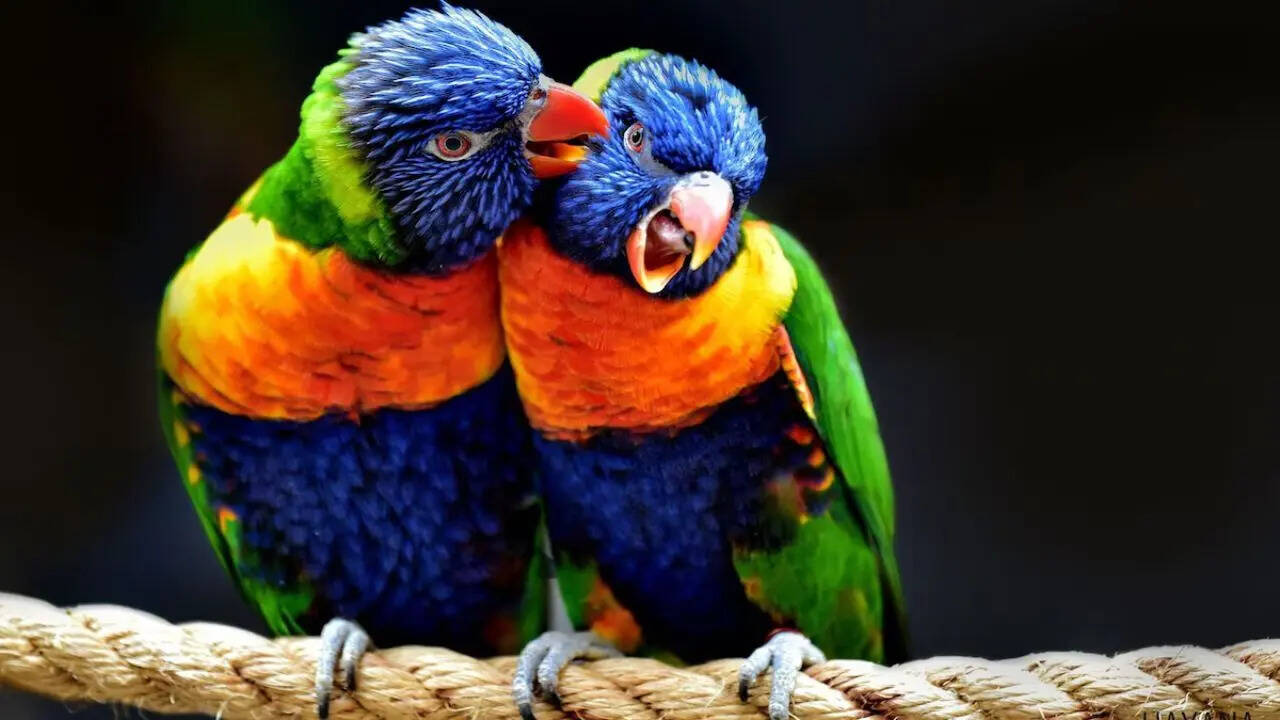 Parrots don’t just mimic humans, they actually talk to each other: Study