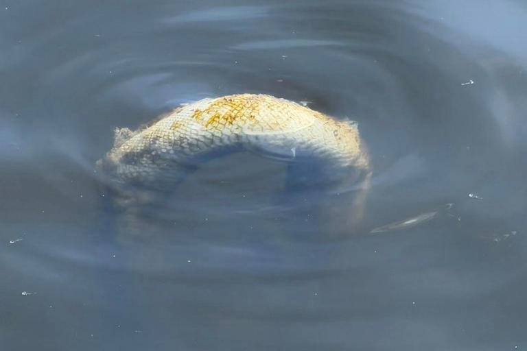 Snake in lake at Solihull beauty spot as dad pulls python from water