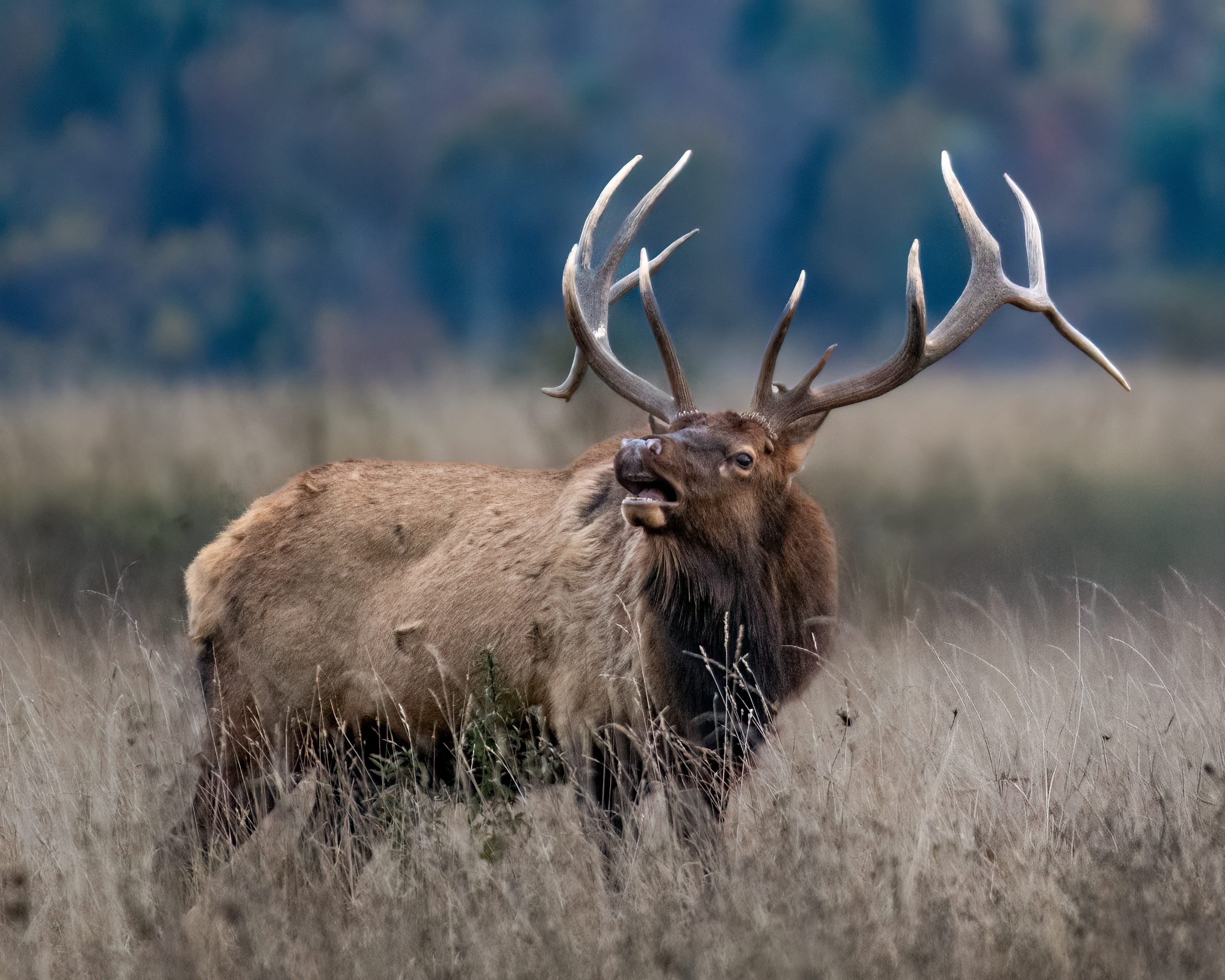 Pennsylvania elk hunting changes for 2026 include more bull tags
