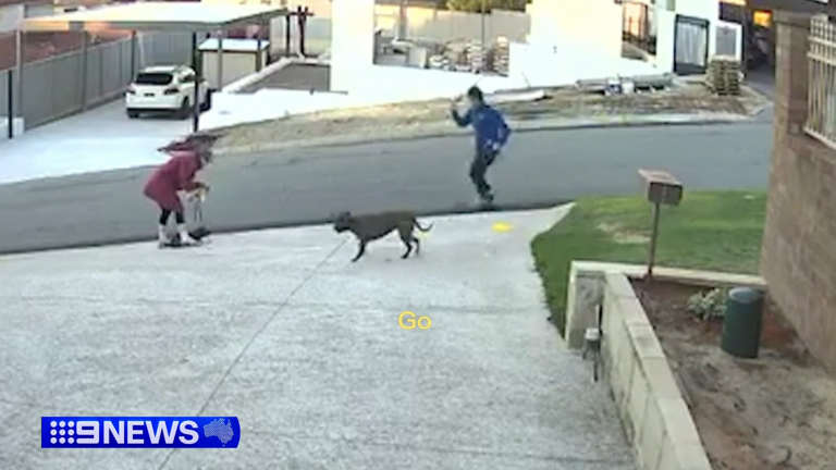 Two dogs were roaming free in Dianella before lashing out at the owner and pet on an early morning walk.