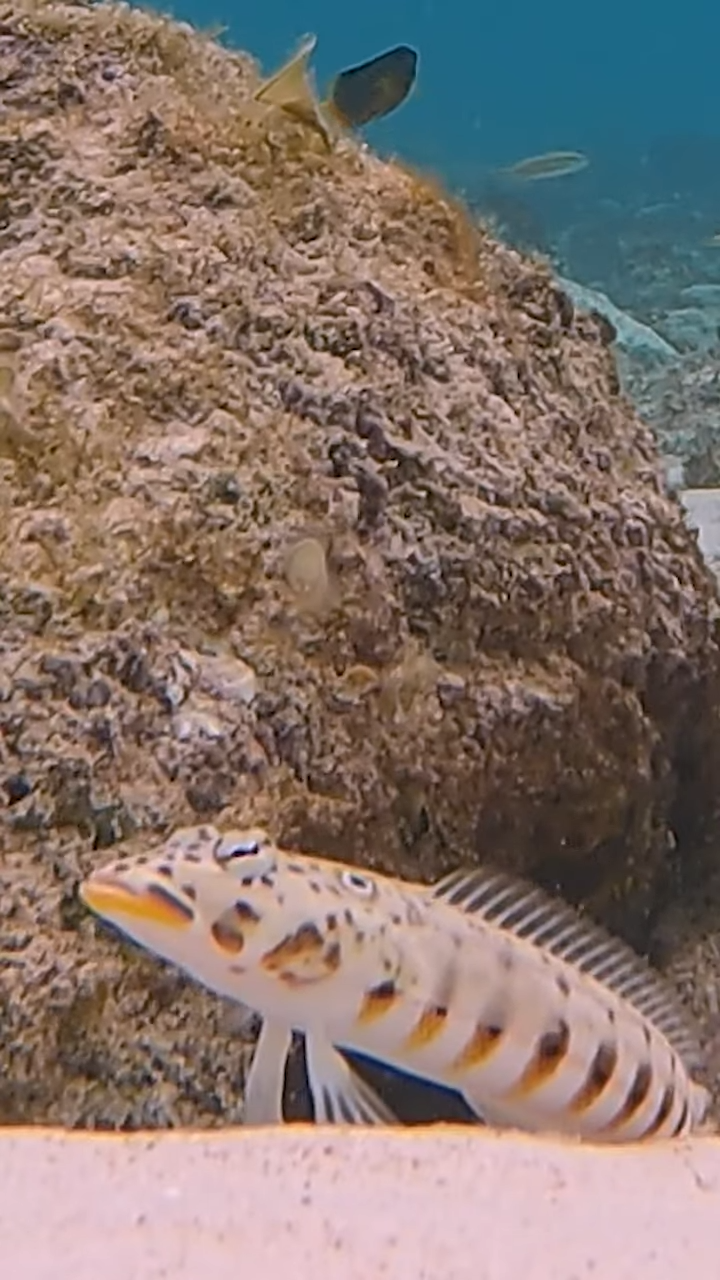 Fish saves other fish