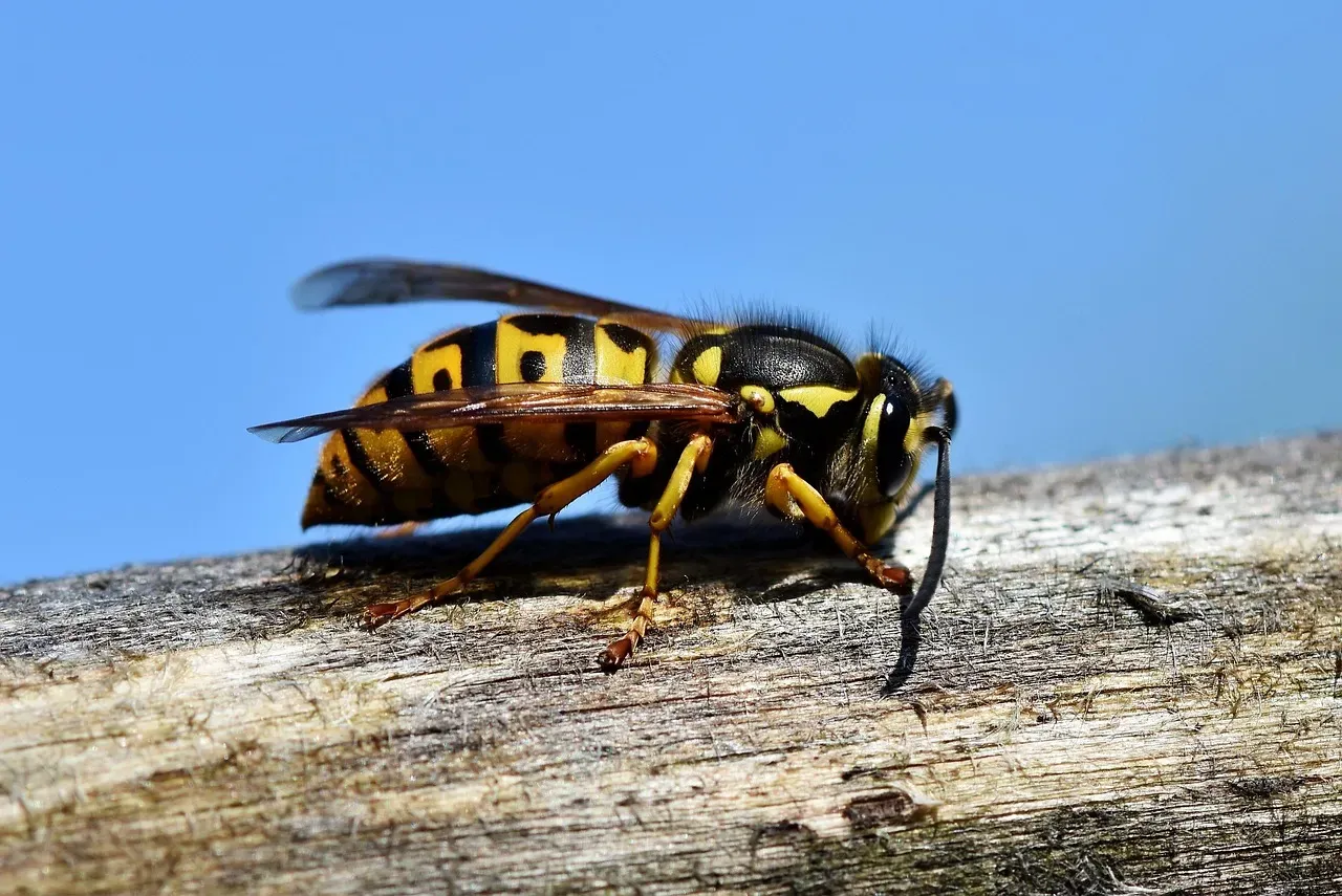 10 insects that make people panic instantly - but play a critical role ...