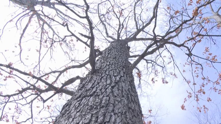 DNR: Avoid pruning oak trees until July 15 to avoid spreading oak wilt