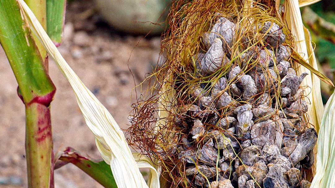 The reason behind the mischievous nickname of this parasitic fungus