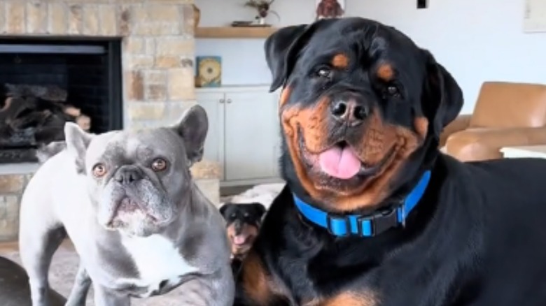Frenchie isn't afraid to take on her Rottweiler brother like she's one ...