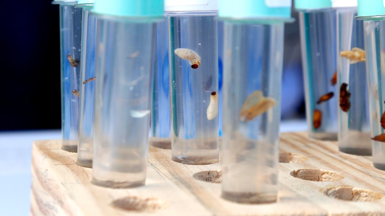 Microscopic 'space worms' head to the ISS for long-duration biology tests