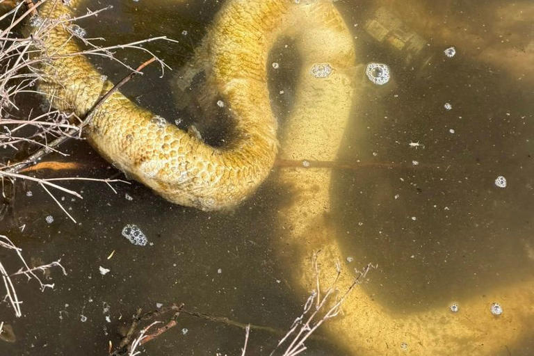 Snake in lake at Solihull beauty spot as dad pulls python from water