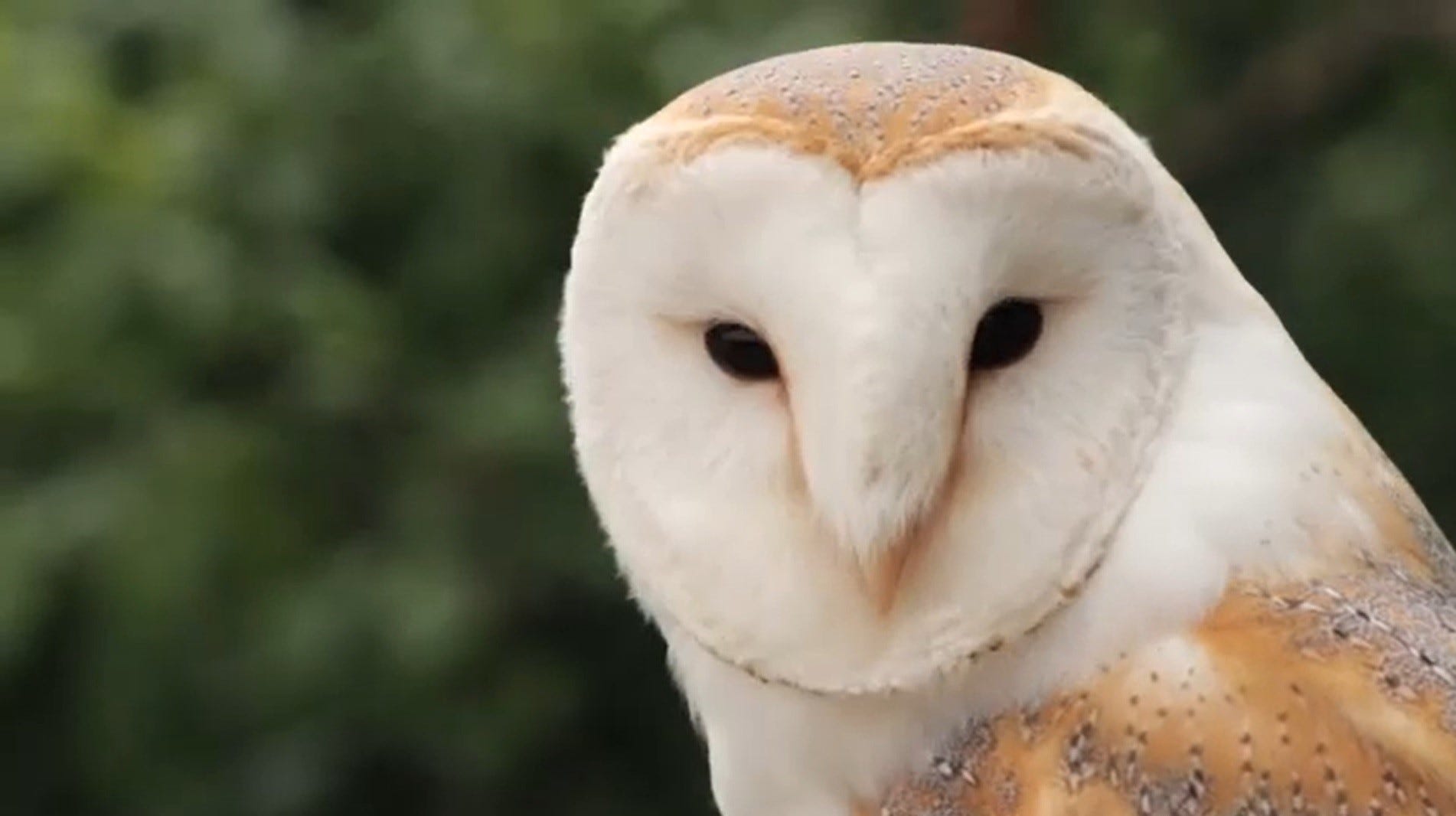 Let Big Bear have its eagles. Port of Stockton has 6 live owl cams