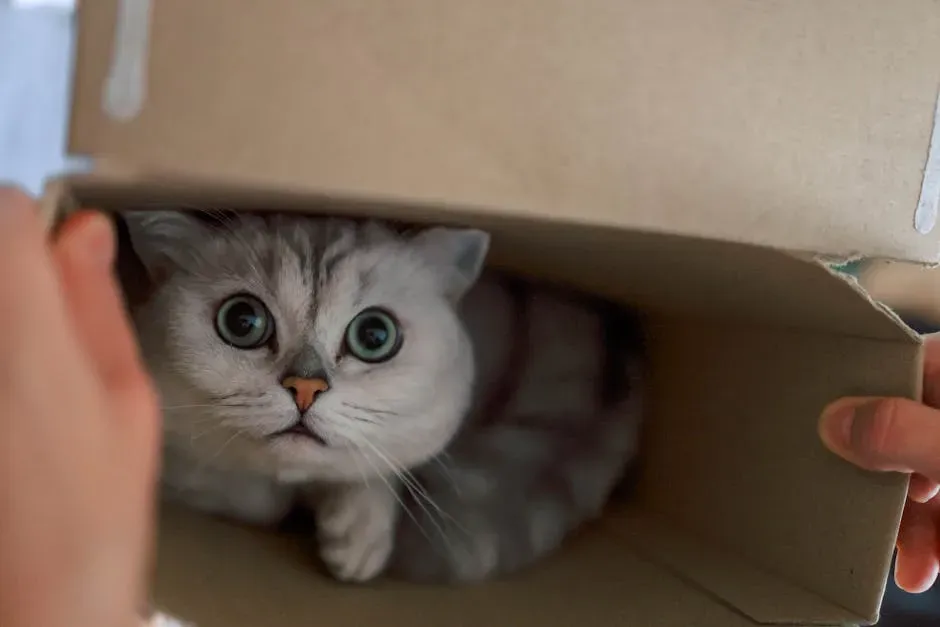 12 simple cat comforts that reveal what they secretly need to feel safe