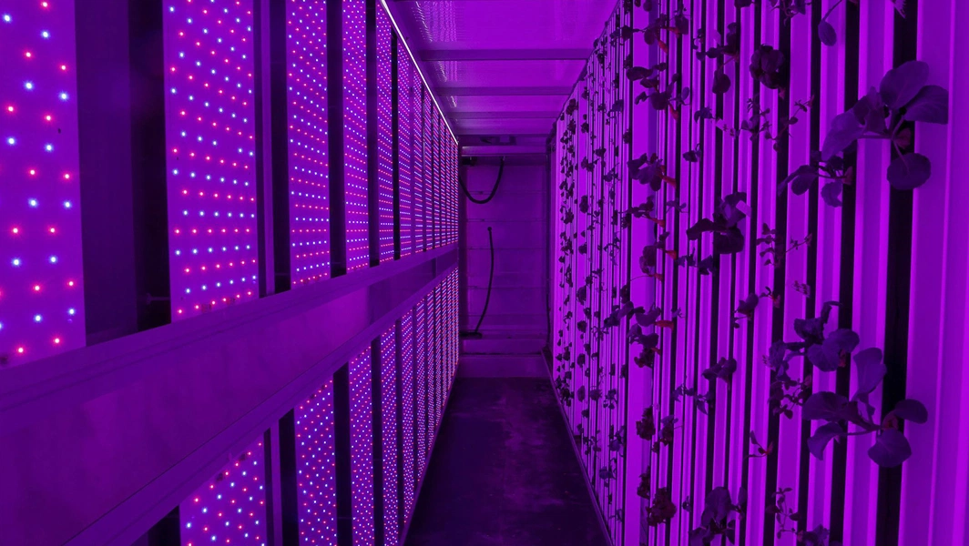 Money tree care made simple for plant lovers