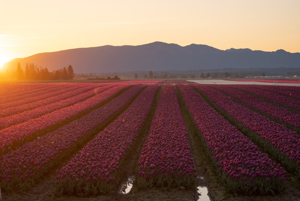 17 best US flower festivals happening this spring