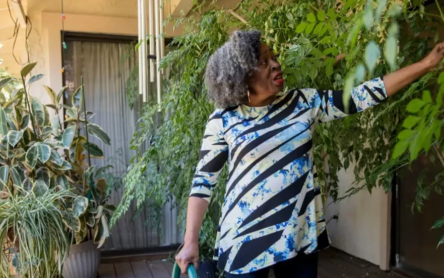 Money tree care made simple for plant lovers