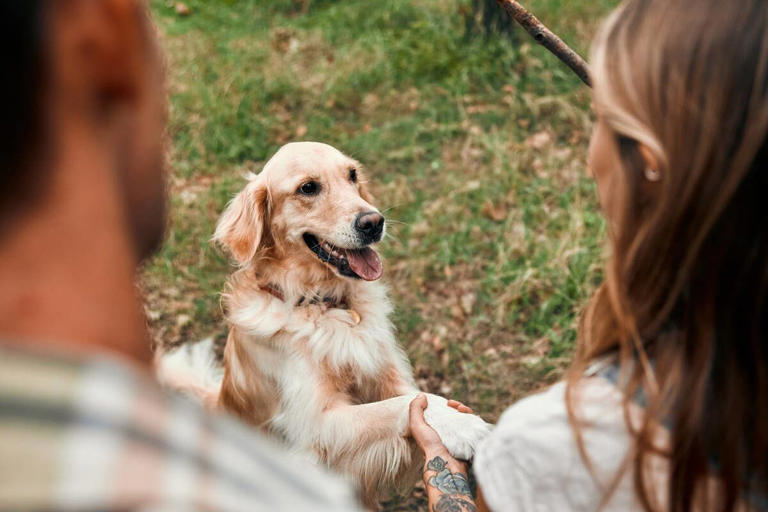 Golden retrievers: The top dog breed for first-time pet parents