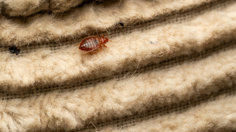 A bed bug's worst fear was discovered by accident (and it's not what ...