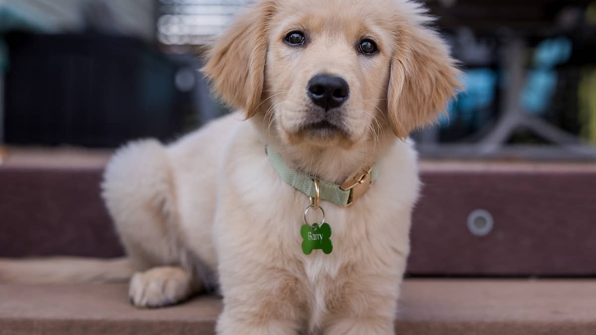Calmest golden retriever puppy in the litter turns out to be major ...