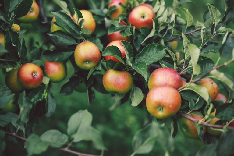 How to buy the right fruit tree for your garden and climate