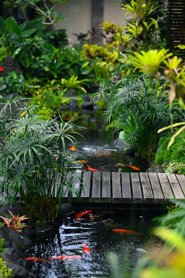 koi pond in backyard