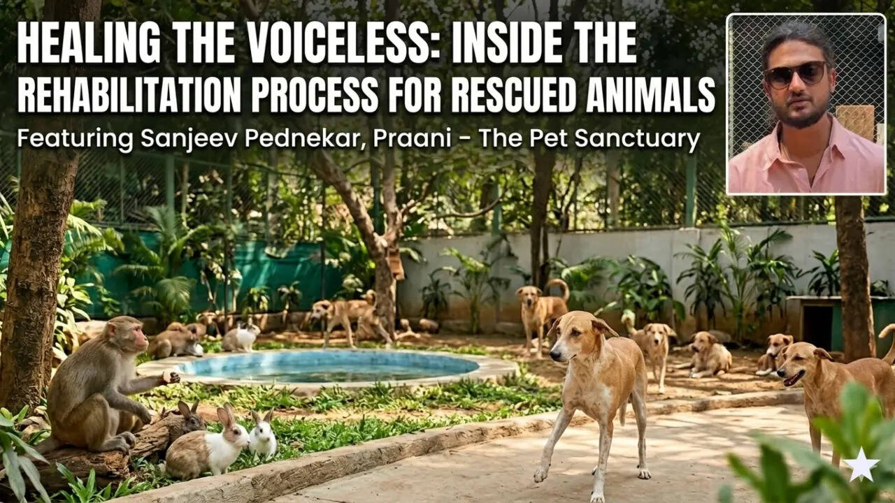 Healing the voiceless: Inside the rehabilitation process for rescued ...