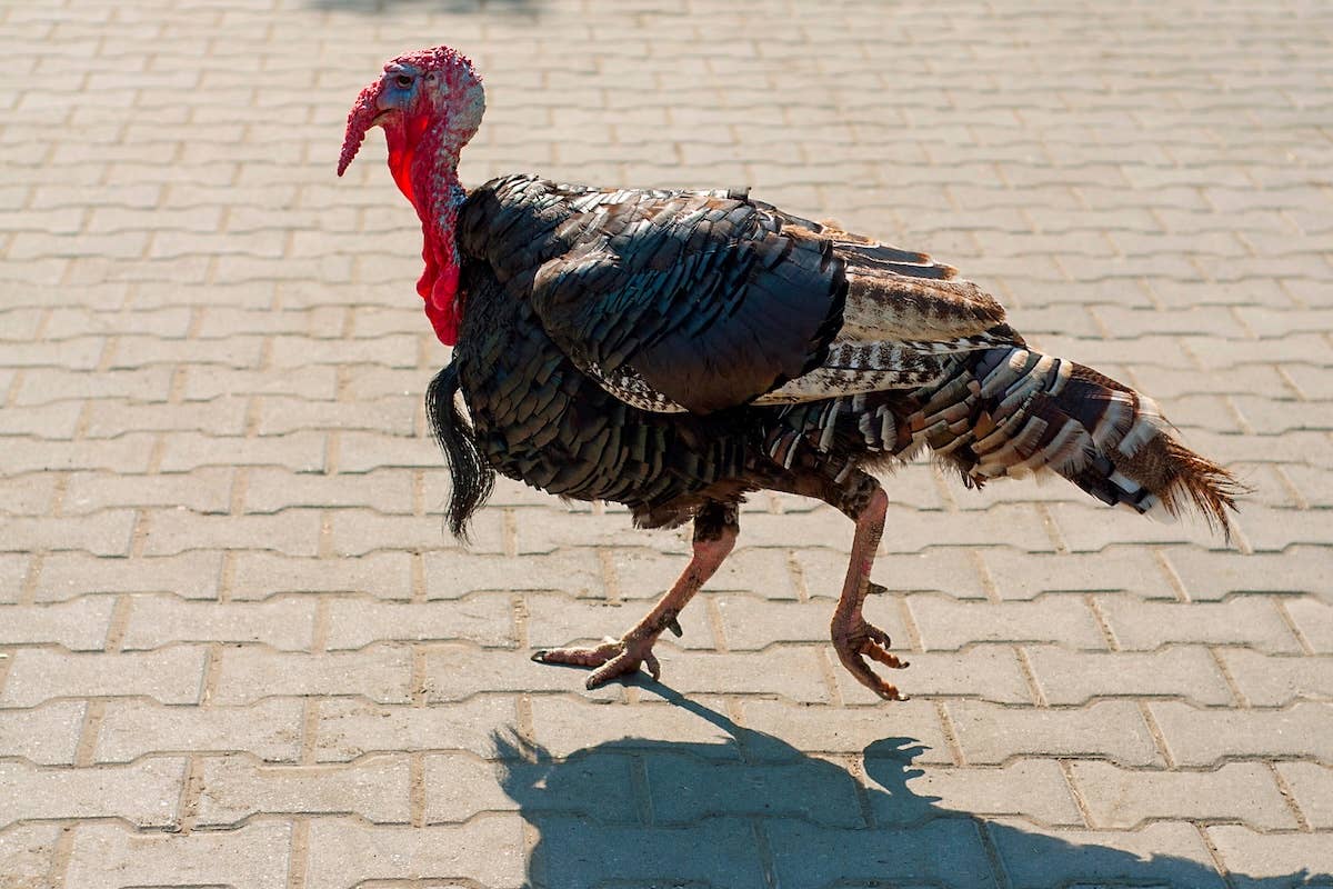 A turkey in Connecticut ignores traffic signals, causing chaos for drivers